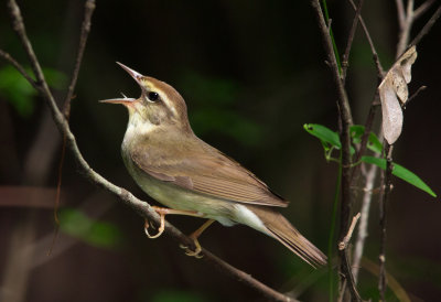 Swainson's Warbler