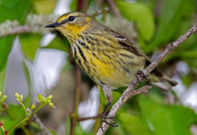 Female Cape May Warbler