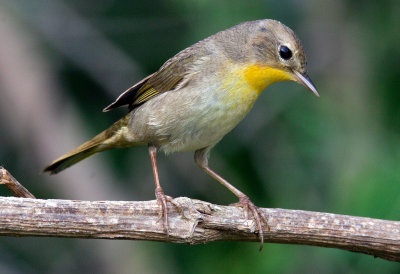 Female Common Yellowthroat