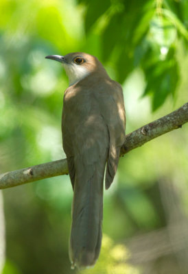 Black Billed Cuckoo