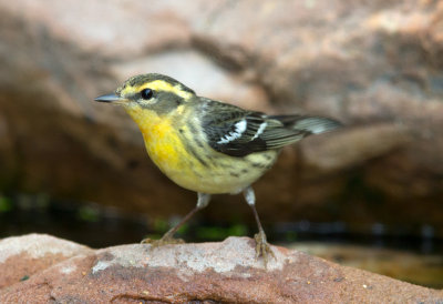 Blackburnian Warbler female