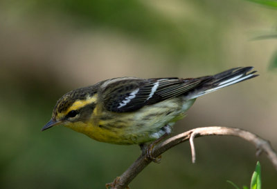 Blackburnian Warbler female