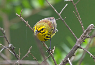 Prairie Warbler