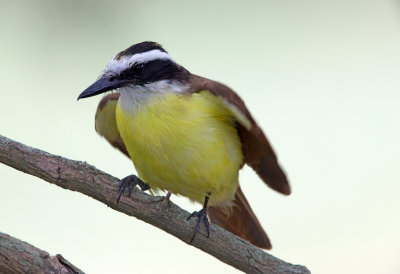 Greater Kiskadee