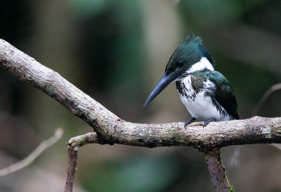 Amazon Kingfisher