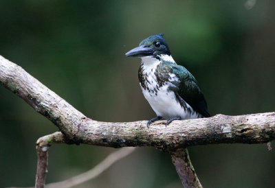 Amazon Kingfisher