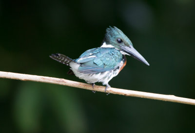 Amazon Kingfisher