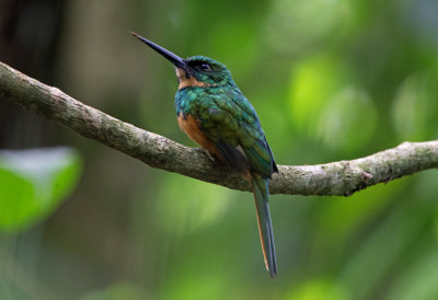 Rufous Tailed Jacamar