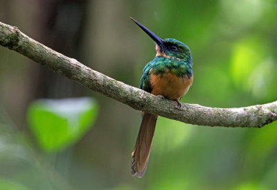 Rufous Tailed Jacamar