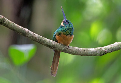 Rufous Tailed Jacamar