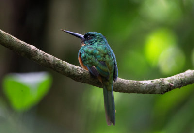 Rufous Tailed Jacamar