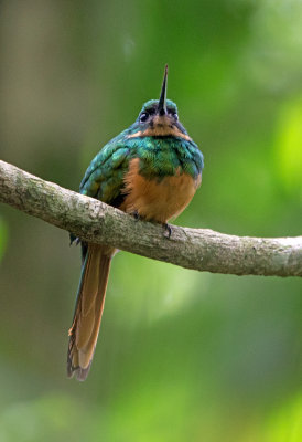 Rufous Tailed Jacamar