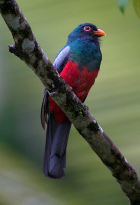 Slaty Tailed Trogon