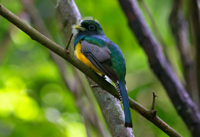 Violaceous Trogon