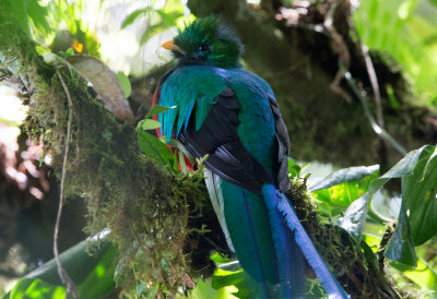 Resplendent Quetzal