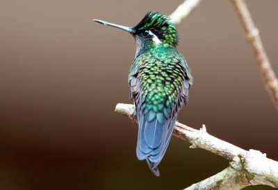 Purple Throated Mountain Gem