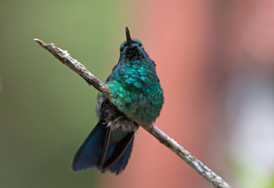 Purple Throated Mountain Gem