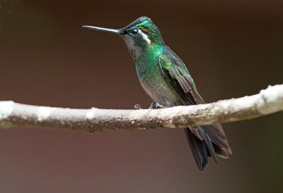 Purple Throated Mountain Gem