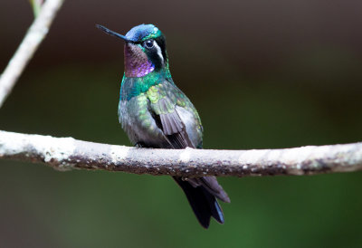 Purple Throated Mountain Gem