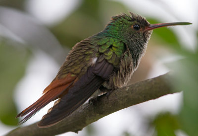 Rufous Tailed Hummingbird