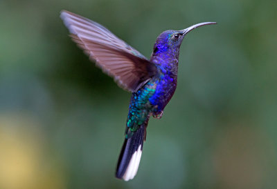 Violet Sabrewing