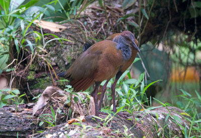 Gray Necked Wood Rail (juvenile)