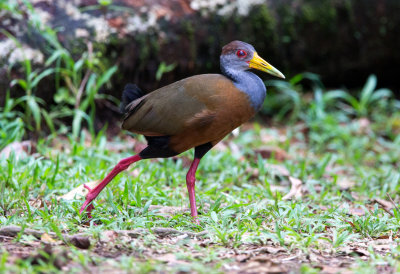 Gray Necked Wood Rail