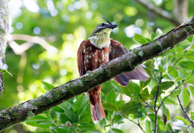 Three Wattled Bellbird