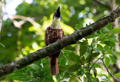 Three Wattled Bellbird