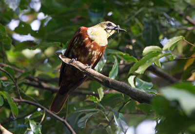 Three Wattled Bellbird