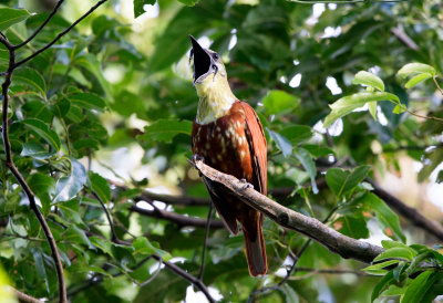 Three Wattled Bellbird