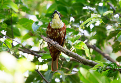 Three Wattled Bellbird