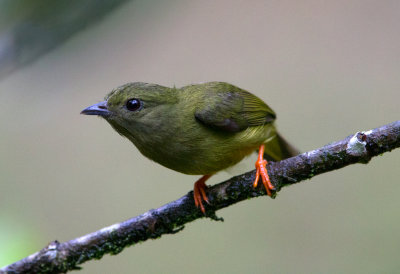 White Collared Manakin (female)