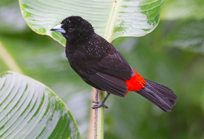 Passerini's Tanager