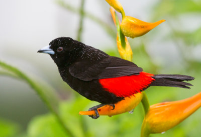 Passerinis Tanager 