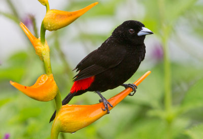 Passerinis Tanager 