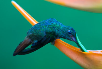 Rufous Tailed Hummingbird