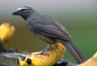 Grayish Saltator