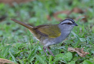 Black Striped Sparrow