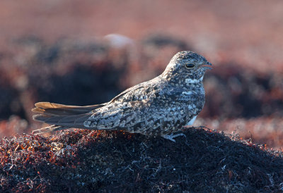 Common Nighthawk
