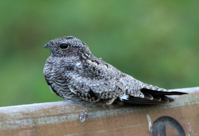 Common Nighthawk