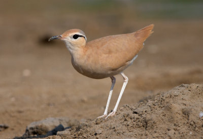 Cream Coloured Courser