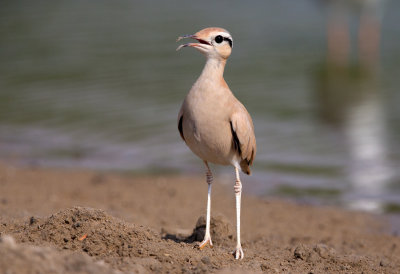 Cream Coloured Courser