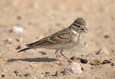 Greater Short Toed Lark