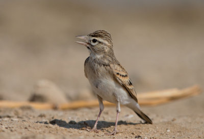 Greater Short Toed Lark