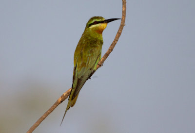 Birds of the United Arab Emirates