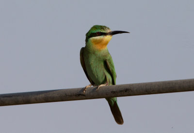 Blue Cheeked Beeater