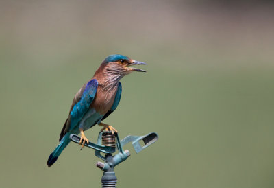 Indian Roller