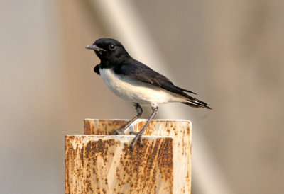 Humes Wheatear