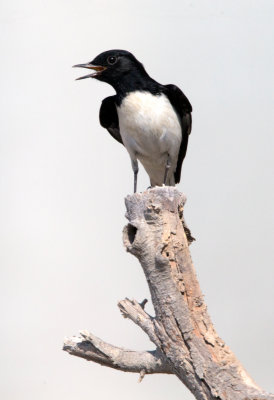 Humes Wheatear